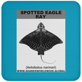 SPOTTED EAGLE RAY C