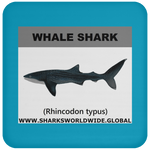SSP WHALE S C