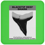 GR BLACKTIP REEF T C