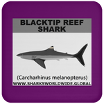 SSP BLACKTIP REEF C