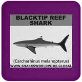 SSP BLACKTIP REEF C