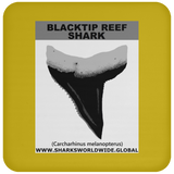GR BLACKTIP REEF T C