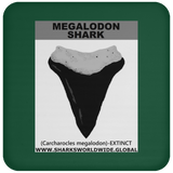 GR MEGALODON T C