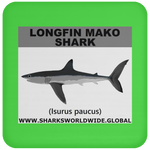 SSP LONGFIN C