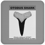 GR OTODUS T C