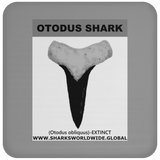 GR OTODUS T C