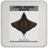 LONG NOSED SKATE C