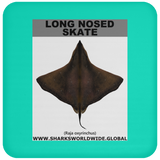 LONG NOSED SKATE C