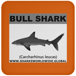 SSP BULL SHARK C