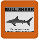 SSP BULL SHARK C