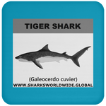 SSP TIGER SHARK C