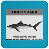 SSP TIGER SHARK C