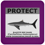 PRS BLACKTIP REEF V2 C
