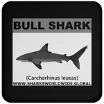 SSP BULL SHARK C