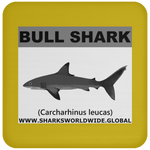 SSP BULL SHARK C