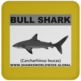 SSP BULL SHARK C