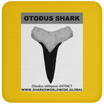GR OTODUS T C