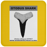 GR OTODUS T C