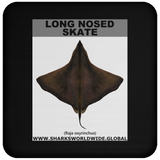 LONG NOSED SKATE C