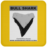 GR BULL SHARK T C