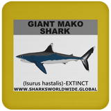 SSP GIANT MAKO C