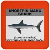 SSP SHORTFIN C