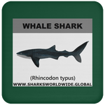 SSP WHALE S C