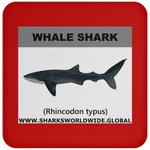 SSP WHALE S C