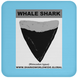 GR WHALE S T C