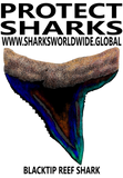 PSKT BRS T