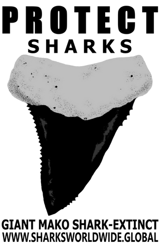 GR PRS TOOTH GIM V1 T