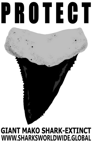 GR PRS TOOTH GIM V2 T