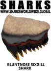 ST BNSG M