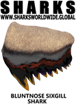 ST BNSG M