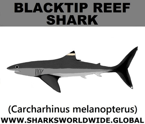 SSP BLACKTIP REEF M