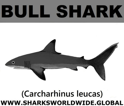 SSP BULL SHARK M