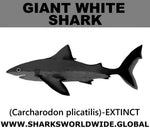 SSP GIANT WHITE M
