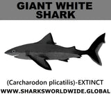 SSP GIANT WHITE M