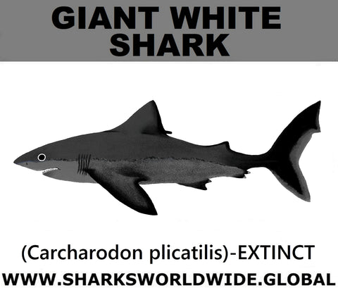 SSP GIANT WHITE M