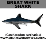SSP GREAT WHITE M