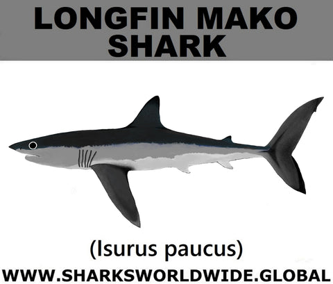 SSP LONGFIN M