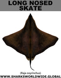 LONG NOSED SKATE S