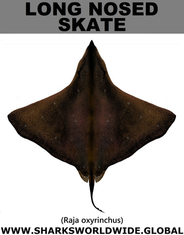 LONG NOSED SKATE S