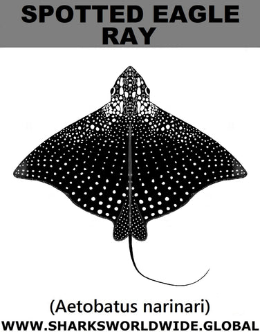 SPOTTED EAGLE RAY S