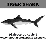 SSP TIGER SHARK M