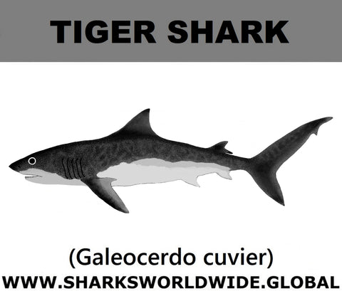 SSP TIGER SHARK M